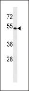 BCL2 Associated Athanogene 4 antibody, LS-C156730, Lifespan Biosciences, Western Blot image 