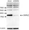 Survival Of Motor Neuron 2, Centromeric antibody, 11708-1-AP, Proteintech Group, Western Blot image 