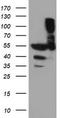 Tubulin Alpha Like 3 antibody, CF503906, Origene, Western Blot image 