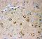 Glutamate Ionotropic Receptor AMPA Type Subunit 2 antibody, LS-C344055, Lifespan Biosciences, Immunohistochemistry frozen image 