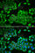 Aldehyde Dehydrogenase 3 Family Member A1 antibody, A5502, ABclonal Technology, Immunofluorescence image 