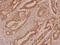 Basigin (Ok Blood Group) antibody, A00248-2, Boster Biological Technology, Immunohistochemistry frozen image 