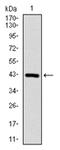 Coactosin Like F-Actin Binding Protein 1 antibody, AM06725PU-N, Origene, Western Blot image 