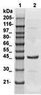Actin Alpha 1, Skeletal Muscle antibody, TA354295, Origene, Western Blot image 