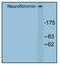 Neurofibromin 1 antibody, AP01247PU-N, Origene, Western Blot image 