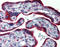Endoplasmic reticulum resident protein 44 antibody, TA316715, Origene, Immunohistochemistry frozen image 