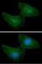 Ribose-phosphate pyrophosphokinase 1 antibody, NBP2-42649, Novus Biologicals, Immunocytochemistry image 