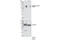 Lamin A/C antibody, 2026S, Cell Signaling Technology, Western Blot image 