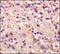 Basigin (Ok Blood Group) antibody, 250583, Abbiotec, Immunohistochemistry paraffin image 