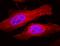 Crystallin Alpha B antibody, NB120-13497, Novus Biologicals, Immunocytochemistry image 