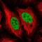 Endonuclease 8-like 1 antibody, NBP2-47358, Novus Biologicals, Immunofluorescence image 