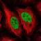 Nei Like DNA Glycosylase 1 antibody, NBP2-47358, Novus Biologicals, Immunofluorescence image 