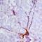 Ciliary Neurotrophic Factor antibody, BAF557, R&D Systems, Immunohistochemistry paraffin image 
