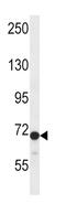 Dishevelled Segment Polarity Protein 2 antibody, abx028400, Abbexa, Western Blot image 