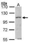 Mitogen-Activated Protein Kinase Kinase Kinase Kinase 1 antibody, PA5-28093, Invitrogen Antibodies, Western Blot image 
