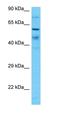 Mitogen-activated protein kinase 6 antibody, orb326104, Biorbyt, Western Blot image 