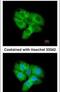 Cyclin Dependent Kinase 5 antibody, PA5-28795, Invitrogen Antibodies, Immunofluorescence image 