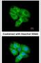 Cyclin Dependent Kinase 5 antibody, PA5-28795, Invitrogen Antibodies, Immunofluorescence image 