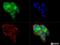 Catenin Beta 1 antibody, NBP1-54467, Novus Biologicals, Immunocytochemistry image 