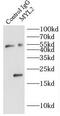 Myosin Light Chain 2 antibody, FNab05519, FineTest, Immunoprecipitation image 
