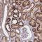 Carboxylesterase 5A antibody, NBP2-14472, Novus Biologicals, Immunohistochemistry paraffin image 