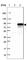 Leucine Rich Repeat Containing 45 antibody, HPA023372, Atlas Antibodies, Western Blot image 