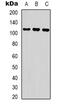 E3 ubiquitin-protein ligase RFWD2 antibody, abx133601, Abbexa, Western Blot image 