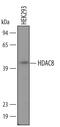 Histone Deacetylase 8 antibody, AF4359, R&D Systems, Western Blot image 