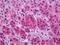 Solute Carrier Family 17 Member 7 antibody, NBP1-52551, Novus Biologicals, Immunohistochemistry paraffin image 