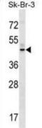 G Protein-Coupled Receptor 87 antibody, abx028942, Abbexa, Western Blot image 