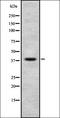 Nuclear Distribution C, Dynein Complex Regulator antibody, orb337092, Biorbyt, Western Blot image 