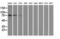 B-Raf Proto-Oncogene, Serine/Threonine Kinase antibody, GTX84806, GeneTex, Western Blot image 