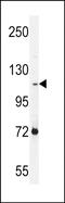 Protocadherin Alpha Subfamily C, 2 antibody, PA5-71646, Invitrogen Antibodies, Western Blot image 