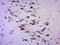 F-Box And Leucine Rich Repeat Protein 20 antibody, orb2743, Biorbyt, Immunohistochemistry paraffin image 