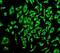 Egl-9 Family Hypoxia Inducible Factor 2 antibody, ab108980, Abcam, Immunocytochemistry image 