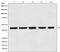 Beta-Actin antibody, M01263-4, Boster Biological Technology, Western Blot image 