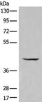 Gamma-Butyrobetaine Hydroxylase 1 antibody, PA5-68363, Invitrogen Antibodies, Western Blot image 