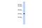 KLF14 antibody, A13711, Boster Biological Technology, Western Blot image 