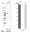 Glycogenin 2 antibody, PA5-64179, Invitrogen Antibodies, Western Blot image 