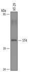 5T4 antibody, PA5-47679, Invitrogen Antibodies, Western Blot image 