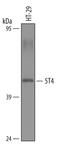 Trophoblast Glycoprotein antibody, PA5-47679, Invitrogen Antibodies, Western Blot image 