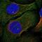 Pleckstrin Homology Domain Containing A4 antibody, NBP2-47331, Novus Biologicals, Immunocytochemistry image 