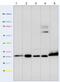 Peptidylprolyl Isomerase F antibody, ab110324, Abcam, Western Blot image 