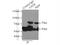 Exonuclease 3'-5' Domain Containing 2 antibody, 20138-1-AP, Proteintech Group, Immunoprecipitation image 