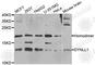 Dynein Light Chain LC8-Type 1 antibody, A5742, ABclonal Technology, Western Blot image 
