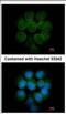 Myotubularin Related Protein 14 antibody, NBP2-19433, Novus Biologicals, Immunofluorescence image 