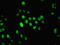 Interferon Induced Protein 44 antibody, CSB-PA011014LA01HU, Cusabio, Immunofluorescence image 