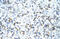 Cleavage And Polyadenylation Specific Factor 3 antibody, 29-432, ProSci, Western Blot image 
