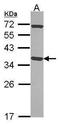 Pirin antibody, GTX113584, GeneTex, Western Blot image 