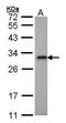 Adenylate Kinase 2 antibody, PA5-28611, Invitrogen Antibodies, Western Blot image 